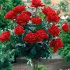 Роза Густав Фрам штамб (флорибунда)