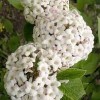 Калина Берквуда