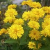 Гелиопсис шероховатый Голден Плюме