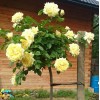 Роза штамб Надя Мейяндекор (почвопокровная)