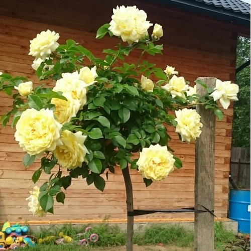 Роза штамб Надя Мейяндекор (почвопокровная)