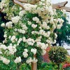 Роза штамб Свани (почвопокровная)