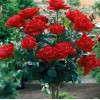 Роза штамбовая Ингрид Бергман(чайно-гибридная)