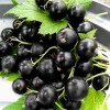 Смородина черная Дачница