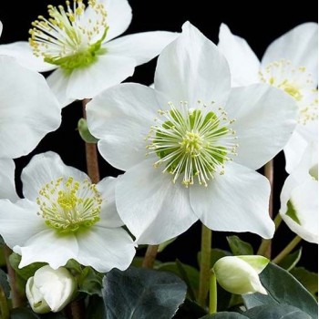 Морозник Вайт Леди