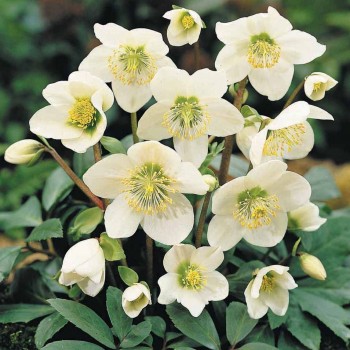 Морозник Вайт Леди