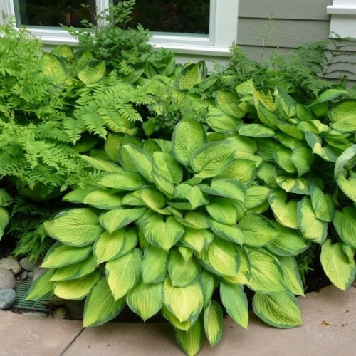 [Набор 5 шт] Хоста ГОЛД СТАНДАРТ