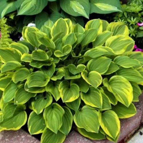 [Набор 5 шт] Хоста ГОЛДЕН ТИАРА