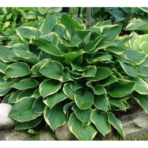 [Набор 5 шт] Хоста АУРЕОМАРГИНАТА