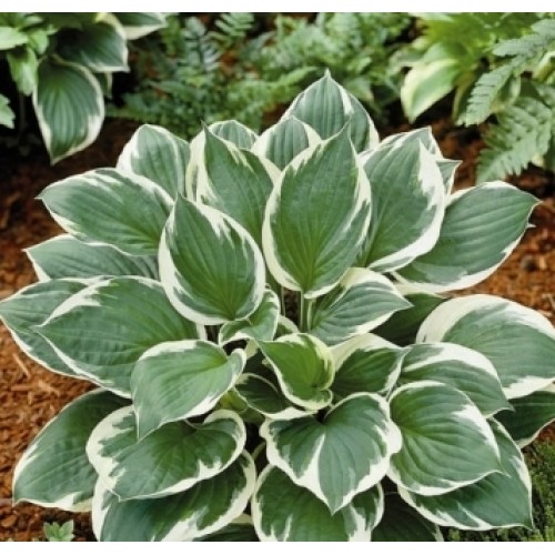 [Набор 5 шт] Хоста ФРАНСЕ