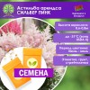 Астильба «Сильвер Пинк» (СЕМЕНА) - саженцы из питомника