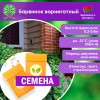 Барвинок вариегатный (СЕМЕНА) - саженцы из питомника
