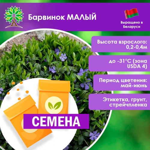 Барвинок МАЛЫЙ (СЕМЕНА) - саженцы из питомника