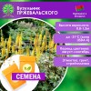 Бузульник ПРЖЕВАЛЬСКОГО (СЕМЕНА) - саженцы из питомника Бузульник ПРЖЕВАЛЬСКОГО (СЕМЕНА) - саженцы из питомника