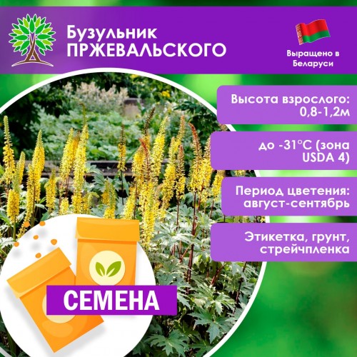 Бузульник ПРЖЕВАЛЬСКОГО (СЕМЕНА) - саженцы из питомника