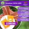 Лилейник ЧЕРРИ ЛЕЙС (СЕМЕНА) - саженцы из питомника