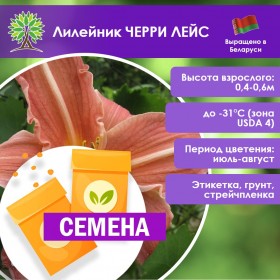 Лилейник ЧЕРРИ ЛЕЙС (СЕМЕНА)