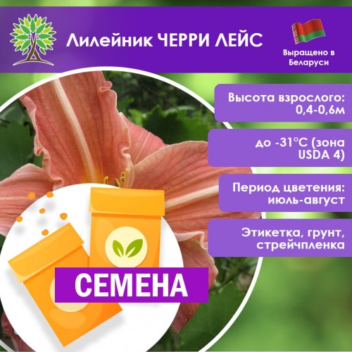 Лилейник ЧЕРРИ ЛЕЙС (СЕМЕНА) - саженцы из питомника