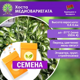 Хоста МЕДИОВАРИЕГАТА (СЕМЕНА)