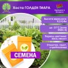 Хоста ГОЛДЕН ТИАРА (СЕМЕНА) - саженцы из питомника
