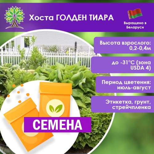 Хоста ГОЛДЕН ТИАРА (СЕМЕНА) - саженцы из питомника