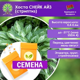 Хоста СНЕЙК АЙЗ (стриптиз) (СЕМЕНА)