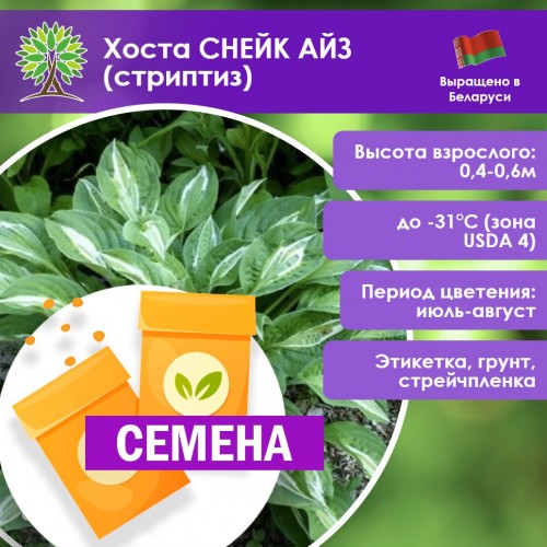 Хоста СНЕЙК АЙЗ (стриптиз) (СЕМЕНА) - саженцы из питомника