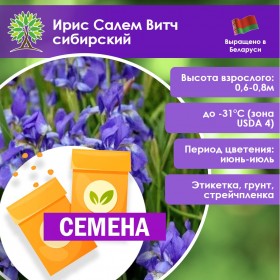 Ирис сибирский Салем Витч (1шт.) (СЕМЕНА)