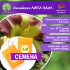 Лилейник ЛИТТЛ ПАУЛ (СЕМЕНА) - саженцы из питомника