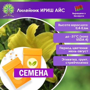 Лилейник ИРИШ АЙС (СЕМЕНА)
