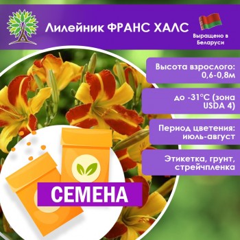 Лилейник ФРАНС ХАЛС (СЕМЕНА)