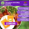 Лилейник БЕЛОВЕД КАНТРИ (СЕМЕНА) - саженцы из питомника Лилейник БЕЛОВЕД КАНТРИ (СЕМЕНА) - саженцы из питомника