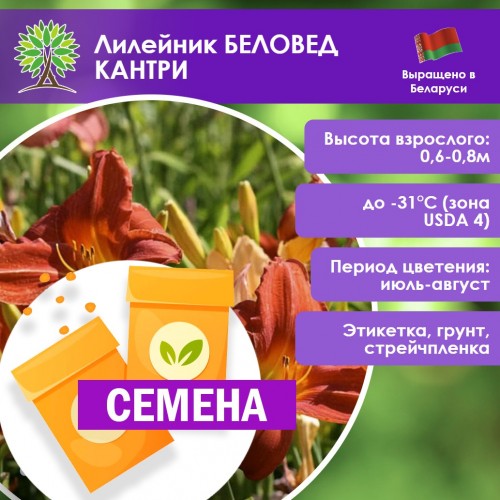 Лилейник БЕЛОВЕД КАНТРИ (СЕМЕНА) - саженцы из питомника