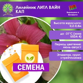 Лилейник ЛИТЛ ВАЙН КАП (СЕМЕНА) Лилейник ЛИТЛ ВАЙН КАП (СЕМЕНА)