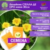Лилейник СТЕЛЛА ДЕ ОРО мини 30см (СЕМЕНА) - саженцы из питомника Лилейник СТЕЛЛА ДЕ ОРО мини 30см (СЕМЕНА) - саженцы из питомника