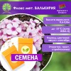 Флокс мет. ВАЛЬКИРИЯ (СЕМЕНА) - саженцы из питомника