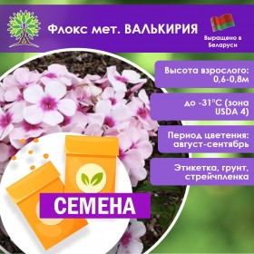 Флокс мет. ВАЛЬКИРИЯ (СЕМЕНА)