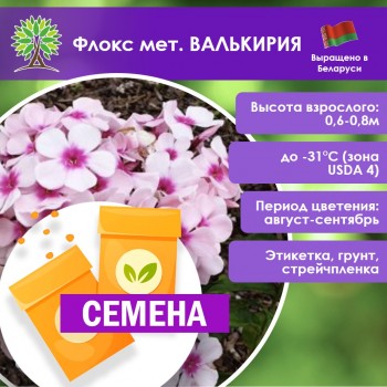 Флокс мет. ВАЛЬКИРИЯ (СЕМЕНА)