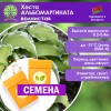 Хоста АЛЬБОМАРГИНАТА волнистая (СЕМЕНА) - саженцы из питомника Хоста АЛЬБОМАРГИНАТА волнистая (СЕМЕНА) - саженцы из питомника