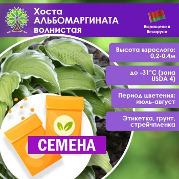 Хоста АЛЬБОМАРГИНАТА волнистая (СЕМЕНА)