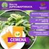 Хоста АУРЕОМАРГИНАТА (СЕМЕНА) - саженцы из питомника