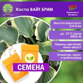 Хоста ВАЙТ БРИМ (СЕМЕНА)