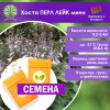 Хоста ПЕРЛ ЛЕЙК мини (СЕМЕНА) - саженцы из питомника