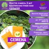 Хоста смесь 3 шт крупнолистная или средняя (СЕМЕНА) - саженцы из питомника