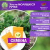Хоста МОЛЯЩИЕСЯ РУЧКИ (СЕМЕНА) - саженцы из питомника Хоста МОЛЯЩИЕСЯ РУЧКИ (СЕМЕНА) - саженцы из питомника