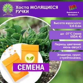 Хоста МОЛЯЩИЕСЯ РУЧКИ (СЕМЕНА)