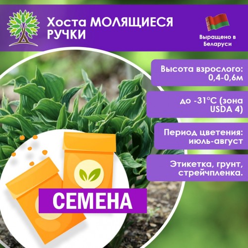 Хоста МОЛЯЩИЕСЯ РУЧКИ (СЕМЕНА) - саженцы из питомника