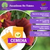 Лилейник Ян Павел (СЕМЕНА) - саженцы из питомника