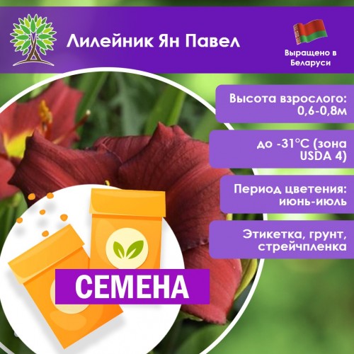 Лилейник Ян Павел (СЕМЕНА) - саженцы из питомника
