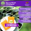 Хоста РЕГАЛ СПЛЕНДОР (СЕМЕНА) - саженцы из питомника Хоста РЕГАЛ СПЛЕНДОР (СЕМЕНА) - саженцы из питомника